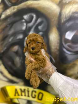Toy Poodle Yavrularim Irk Ve Saglik Garantili 1