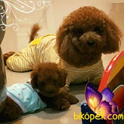TOY POODLE YAVRULARIMIZ 1