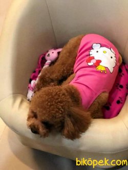 TOY POODLE YAVRULARIMIZ 4
