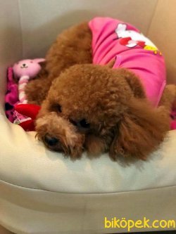 TOY POODLE YAVRULARIMIZ 2