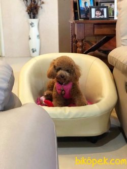 TOY POODLE YAVRULARIMIZ 3