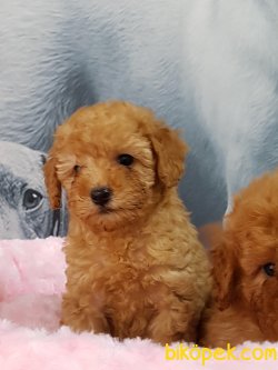 TOY POODLE YAVRULARIMIZ 5