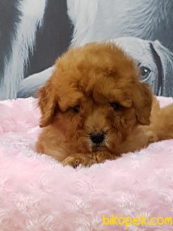 TOY POODLE YAVRULARIMIZ 3