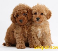 Toy Poodle Yavrularımız 2