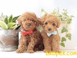 Toy Poodle Yavrularımız 1