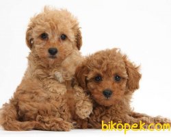 Toy Poodle Yavrularımız 3