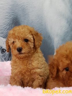 TOY POODLE YAVRULARIMIZ 1