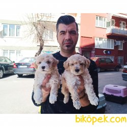 Toy Poodle Yavrularımız 3
