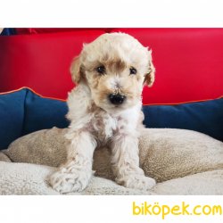 Toy Poodle Yavrularımız 1