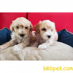 Toy Poodle Yavrularımız 2