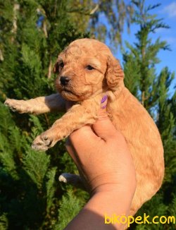 TOY POODLE YAVRULARIMIZ 1