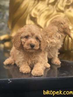 RED EĞİTİMLİ TOY POODLE YAVRULARIMIZ 1