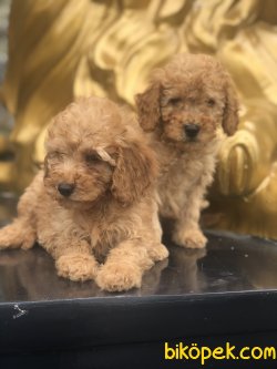 RED EĞİTİMLİ TOY POODLE YAVRULARIMIZ 2