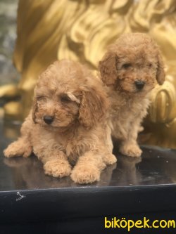 RED EĞİTİMLİ TOY POODLE YAVRULARIMIZ 3