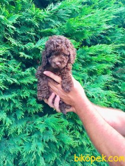 TOY POODLE YAVRULARIMIZ 3