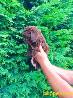TOY POODLE YAVRULARIMIZ 1