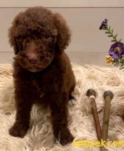Toy Poodle Yavrularımız 1