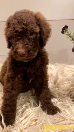 Toy Poodle Yavrularımız 2