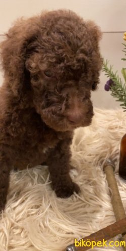 Toy Poodle Yavrularımız 3