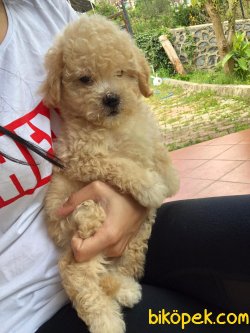 TOY POODLE YAVRULARIMIZ 3