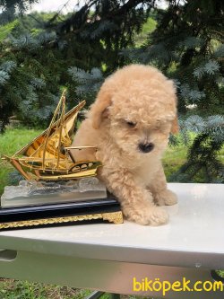 TOY POODLE YAVRULARIMIZ 1