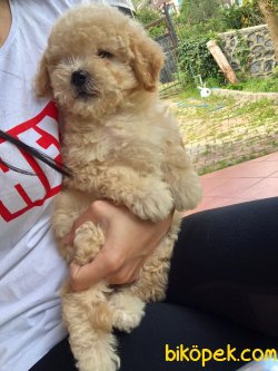 TOY POODLE YAVRULARIMIZ 2