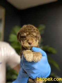 TOY POODLE YAVRULARIMIZ 3