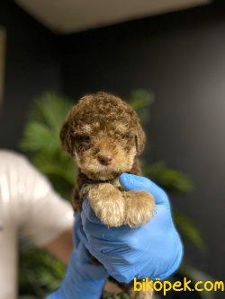 TOY POODLE YAVRULARIMIZ 1