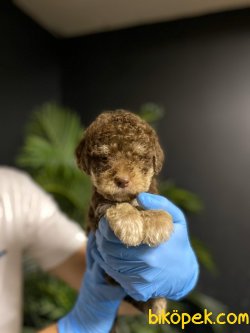 TOY POODLE YAVRULARIMIZ 2