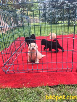 TOY POODLE YAVRULARIMIZ 1