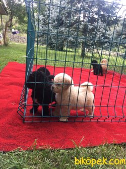 TOY POODLE YAVRULARIMIZ 2