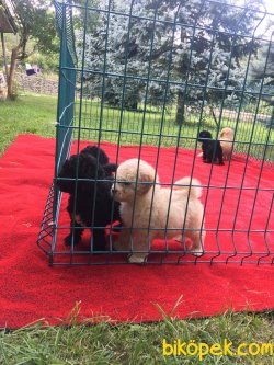 TOY POODLE YAVRULARIMIZ 3