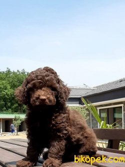 TOY POODLE YAVRULARIMIZ 3