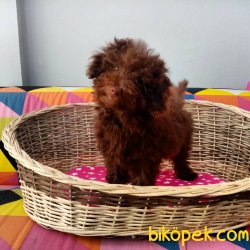Toy Poodle Yavrularımız 1