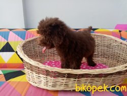 Toy Poodle Yavrularımız 4
