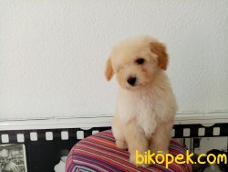 Toy Poodle Yavrularımız 5