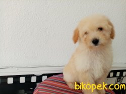 Toy Poodle Yavrularımız 3