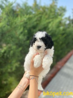 TOY POODLE YAVRULARIMIZ 1