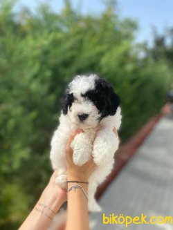 TOY POODLE YAVRULARIMIZ 3