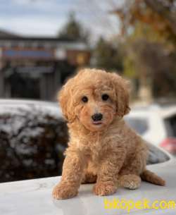 Toy Poodle Yavrularımız 3