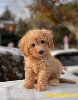 Toy Poodle Yavrularımız 1