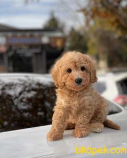 Toy Poodle Yavrularımız 2