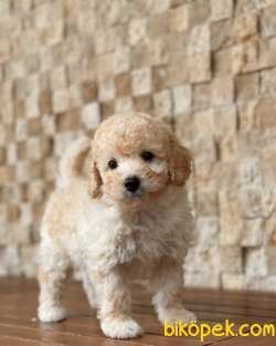 Toy Poodle Yavrularımız 2