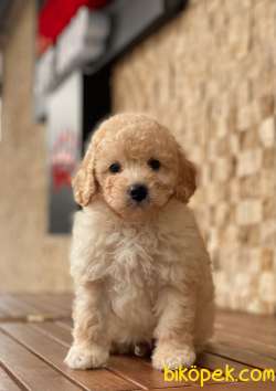 Toy Poodle Yavrularımız 1
