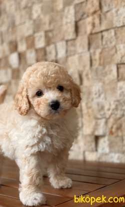 Toy Poodle Yavrularımız 3