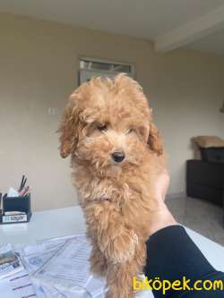 TOY POODLE YAVRULARIMIZ 1