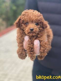 TOY POODLE YAVRULARIMIZ 2