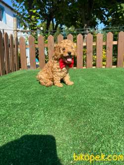 TOY POODLE YAVRULARIMIZ 4