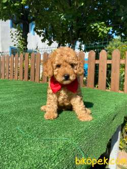 TOY POODLE YAVRULARIMIZ 3