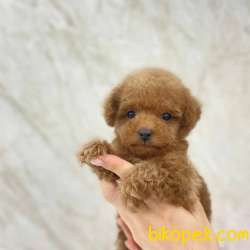 Toy Poodle Yavrularımız 3